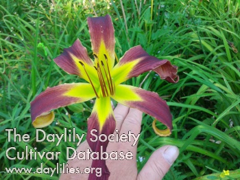 Daylily My Empire of Dirt